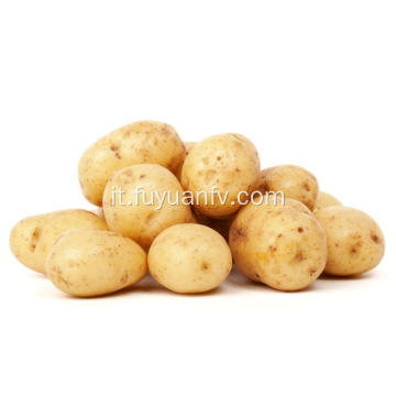 vendita calda di patate fresche tengzhou